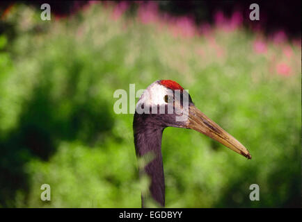 Red-crowned crane or Japanese crane or Manchurian Crane (Grus japonensis) Stock Photo
