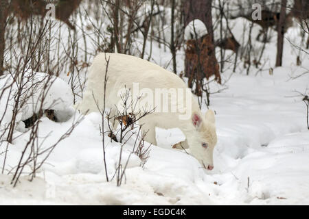 Boulder Junction, Wisconsin, USA. 28th Jan, 2015. An all-white fawn with pale blue eyes feeds in a woodlot in northern Wisconsin. An unusual concentration of the rare deer are found near this small town where the animals are locally known as ''ghost deer. © Keith R. Crowley/ZUMA Wire/Alamy Live News Stock Photo