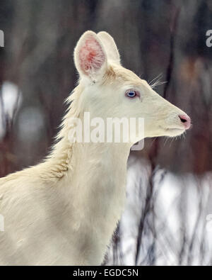 Boulder Junction, Wisconsin, USA. 28th Jan, 2015. An all-white fawn with pale blue eyes stands in a woodlot in northern Wisconsin. An unusual concentration of the rare deer are found near this small town where the animals are locally known as ''ghost deer. © Keith R. Crowley/ZUMA Wire/Alamy Live News Stock Photo