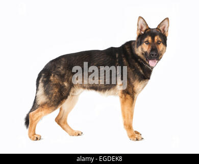 an old German Shepherd dog standing in front of white background Stock Photo