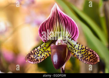 Paphiopedilum Venus Slipper orchid flower hybrid on light background Stock Photo