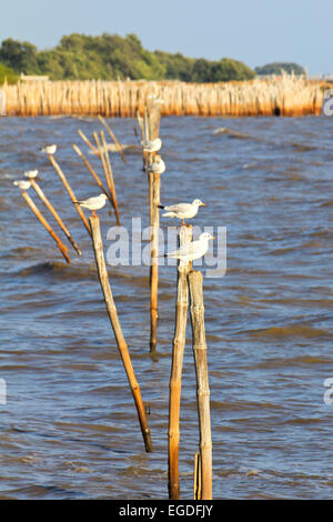 Seagulls standing on a wooden post Stock Photo