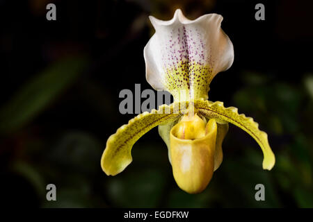 Yellow Paphiopedilum Insigne var sylhetense Venus Slipper orchid flower hybrid on dark background Stock Photo