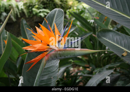 bird-of-paradise flower strelitzia (Strelitzia reginae)