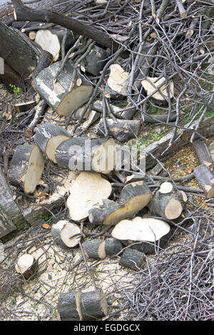 View of a pile of freshly cut logs Stock Photo