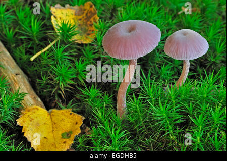 Amethyst deceiver fungi (Laccaria amethystina / Laccaria amethystea) amongst moss in autumn forest