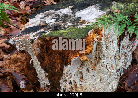 Fungi Antrodia xantha covering tree stump and causing white rot Stock Photo