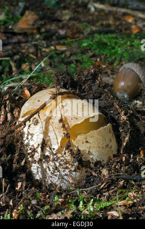 Common stinkhorn / dickes-nipes at immature egg stage (Phallus impudicus) called devil’s or witches' egg Stock Photo