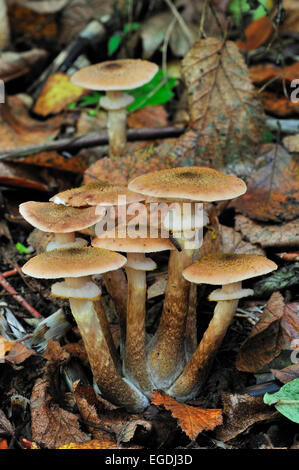 Honey fungus (Armillaria mellea / Armillariella mellea) toadstools Stock Photo