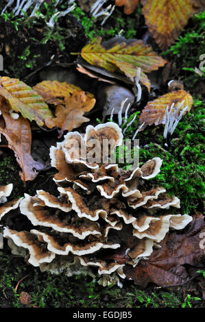 Turkey tail / Many Zoned Polypore / Turkeytail bracket fungus (Trametes versicolor / Coriolus versicolor / Polyporus versicolor) Stock Photo