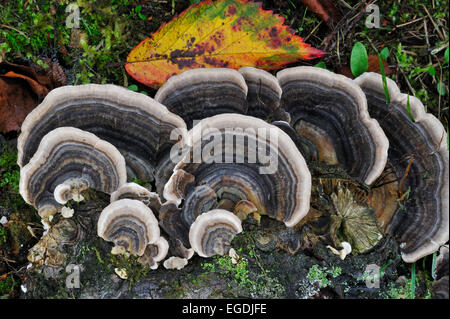 Turkey tail / Many Zoned Polypore / Turkeytail bracket fungus (Trametes versicolor / Coriolus versicolor / Polyporus versicolor) Stock Photo