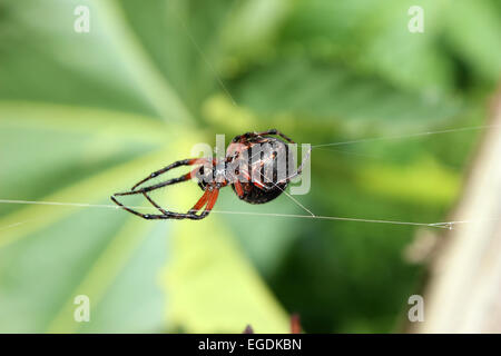 An Orb Weaver Spider suspended in a spider web in a field in Cotacachi, Ecuador Stock Photo