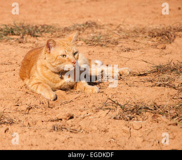 Beautiful orange tabby cat in sunshine against red dirt background Stock Photo