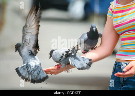 Pigeons standing on the arm of a woman that is feeding them on a town square in Barcelona, Spain. Stock Photo