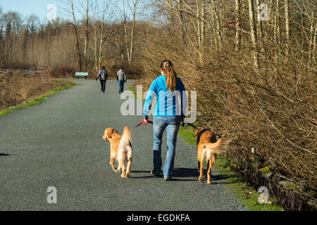 Woman walking with her Golden Retrievers along Chilliwack river dyke on sunny winter morning-Vedder, British Columbia, Canada. Stock Photo