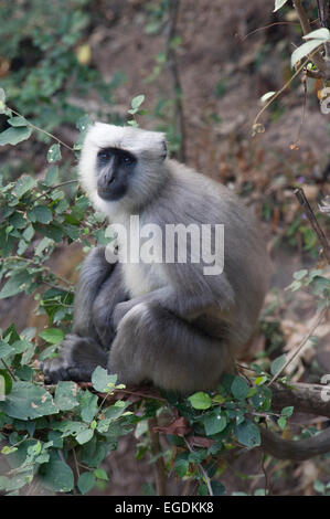 A Southern Plains Grey Langur (Semnopithecus dussumieri) or Hanuman Langur in the forests of Rishikesh, Uttarakhand, India Stock Photo