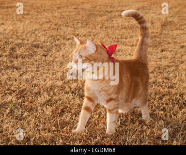 Beautiful orange tabby kitty cat on fall grass with a bow on his collar Stock Photo