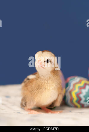 Cute little Easter chick perched next to colorful Easter eggs, against blue background Stock Photo
