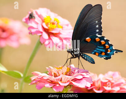 Beautiful Pipevine Swallowtail butterfly feeding on pink Zinnia Stock Photo