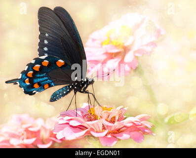 Dreamy image of a Pipevine Swallowtail butterfly on pink Zinnia Stock Photo