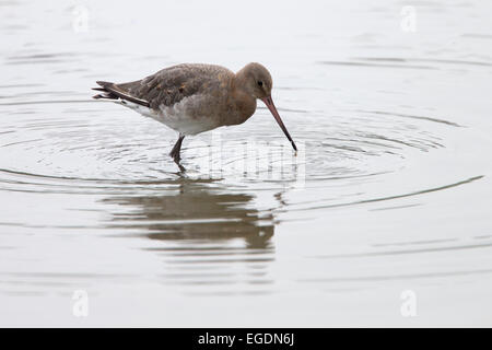 Black-tailed Godwit, (Limosa limosa) adult winter, Slimbridge Wetland and Wildfowl Trust Reserve, Gloucestershire, England, UK. Stock Photo