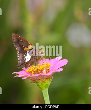 Silver-spotted Skipper butterfly feeding on tiny pink Zinnia Stock Photo