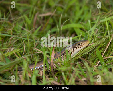 Lined snake in grass Stock Photo