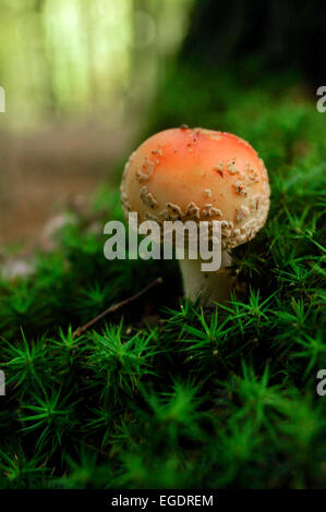 Fly amanita mushroom, Amanita muscaria in moss, background unsharp, Hesse, Germany Stock Photo