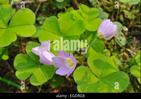 Blossoming purple globe clover, Trifolium alpestre, Central Hesse, Germany Stock Photo