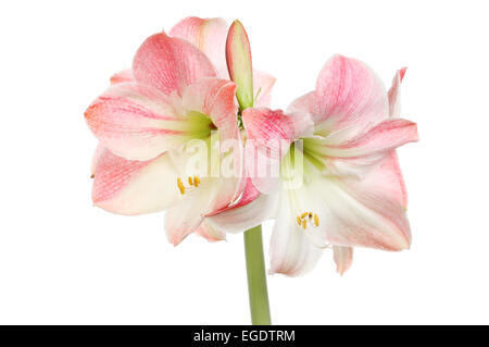 Amaryllis flowers isolated against white Stock Photo