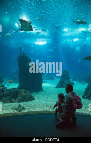 Father and daughter admiring stingrays and sharks in the giant tank of Oceanario de Lisboa aquarium at Parque das Nacoes (Park of Nations), Lisbon, Lisboa, Portugal Stock Photo