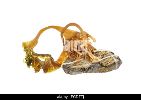 Kelp seaweed attached to a stone isolated against white Stock Photo