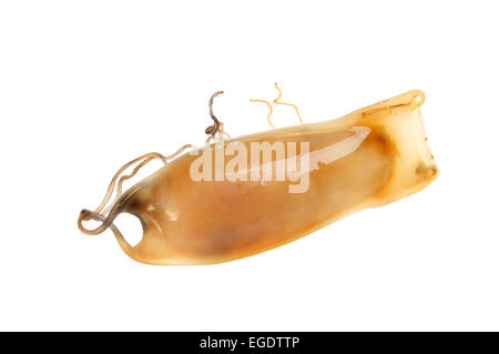 Egg case / mermaids purse of a Small-spotted catshark / Lesser spotted  dogfish (Scyliorhinus canicula) washed on beach Stock Photo - Alamy