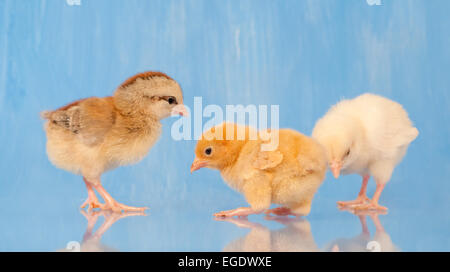 Three adorable Easter chicks against blue background with partial reflection Stock Photo