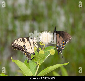 Eastern Tiger swallowtail butterfly feeding on Buttonbush flower with a black morph of the same species Stock Photo