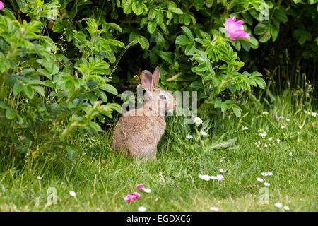 Rabbit in front of a ramanas rose, Oryctolagus cuniculus, Norderney Island, Lower Saxony, Germany Stock Photo