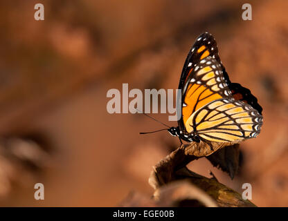 Colorful Viceroy butterfly resting against muted color fall background Stock Photo