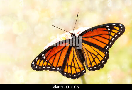 Dreamy image of a Viceroy butterfly in a garden Stock Photo