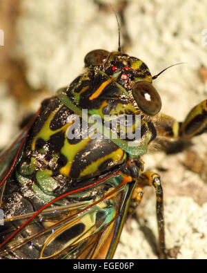 A portrait of a New Zealand Cicada, also known as a Chorus Cicada. Stock Photo