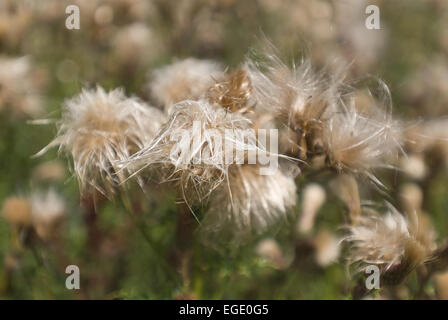 mature thistle plants ready to disperse seeds in wind with a collection of trapped seeds flying off main flower head Stock Photo