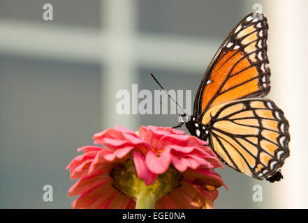 Viceroy butterfly feeding on a pink flower against a window Stock Photo