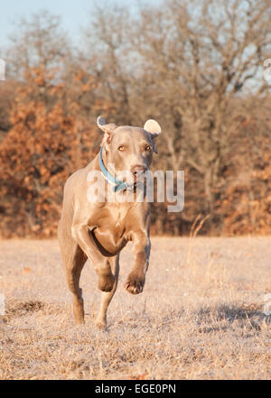 Weimaraner dog running towards viewer in frosty winter grass Stock Photo