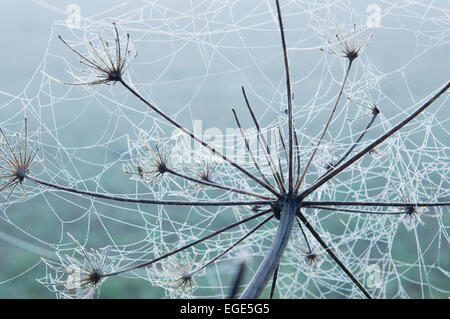 Delicate cobweb in the frost, on an umbellifer plant. Stock Photo