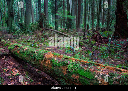 Rotting tree trunk decomposing on a forest floor Stock Photo