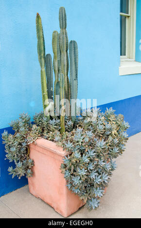 Succulents and Cactus in  Planter Stock Photo