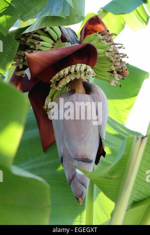 Fresh Bunch Green Pisang Awak Sugar Bananas Trees Stock Photo by  ©Seahorse_Photo_in_BKK 607232166