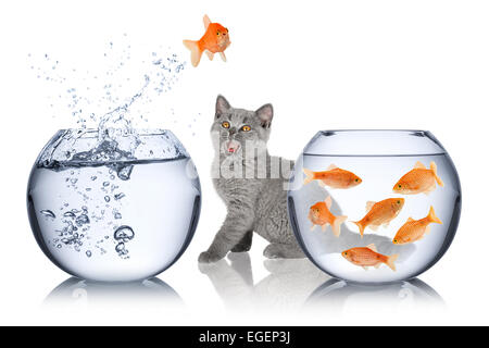 fish jumps from one bow into another in front of astonished cat Stock Photo