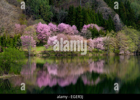 Cherry Blossoms Stock Photo