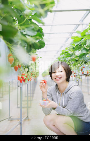 Young Japanese woman picking strawberries in a vinyl house Stock Photo ...