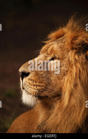 Male Lion, King of the Beasts Stock Photo